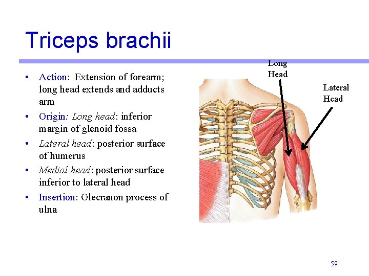 Triceps brachii • Action: Extension of forearm; long head extends and adducts arm • Triceps brachii • Action: Extension of forearm; long head extends and adducts arm •