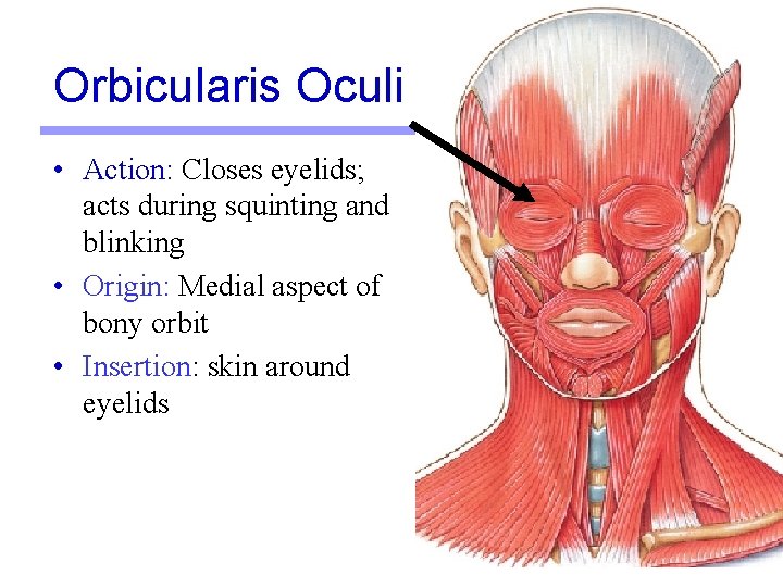 Orbicularis Oculi • Action: Closes eyelids; acts during squinting and blinking • Origin: Medial Orbicularis Oculi • Action: Closes eyelids; acts during squinting and blinking • Origin: Medial