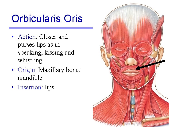 Orbicularis Oris • Action: Closes and purses lips as in speaking, kissing and whistling Orbicularis Oris • Action: Closes and purses lips as in speaking, kissing and whistling