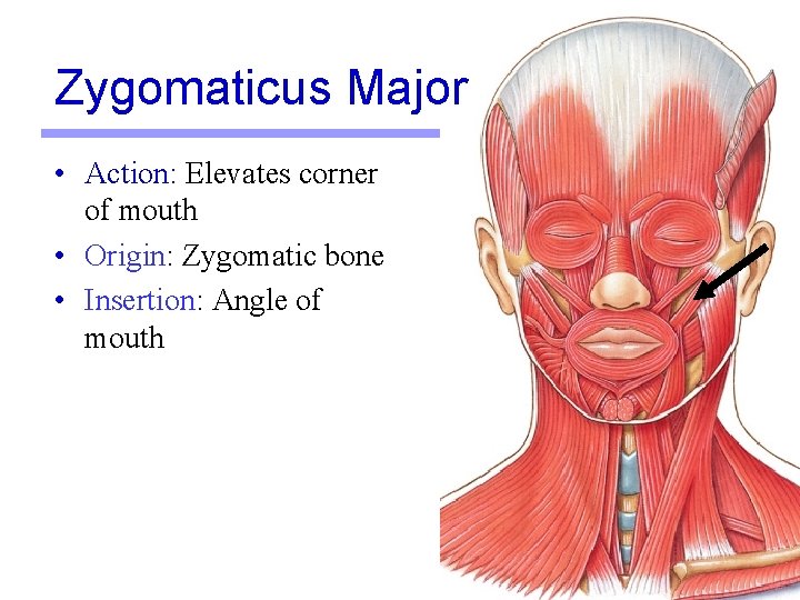 Zygomaticus Major • Action: Elevates corner of mouth • Origin: Zygomatic bone • Insertion: Zygomaticus Major • Action: Elevates corner of mouth • Origin: Zygomatic bone • Insertion: