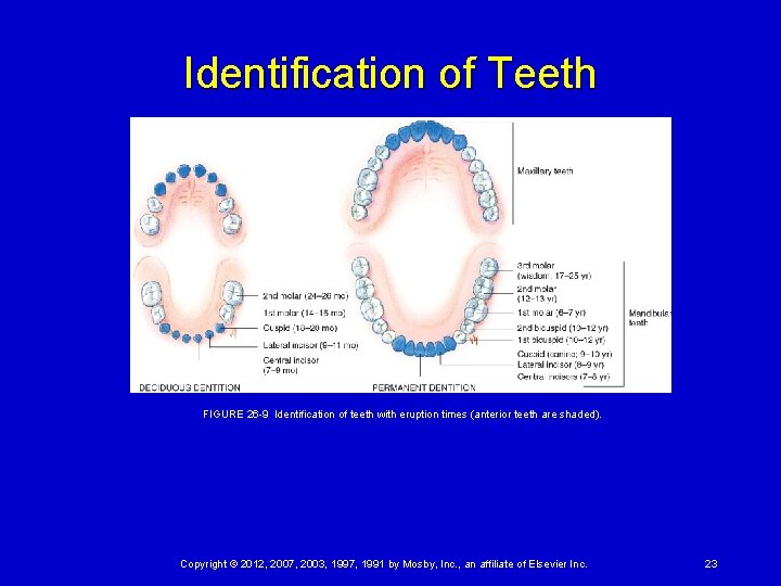 Identification of Teeth FIGURE 26 -9 Identification of teeth with eruption times (anterior teeth are