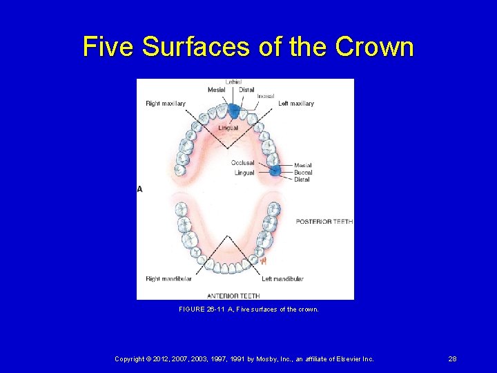 Five Surfaces of the Crown FIGURE 26 -11 A, Five surfaces of the crown. Copyright