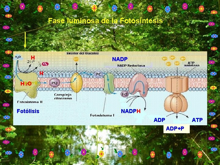 Fase luminosa de la Fotosíntesis H NADP H H 2 O Fotólisis NADPH ADP