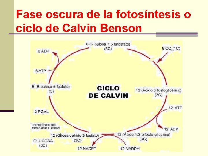 Fase oscura de la fotosíntesis o ciclo de Calvin Benson 