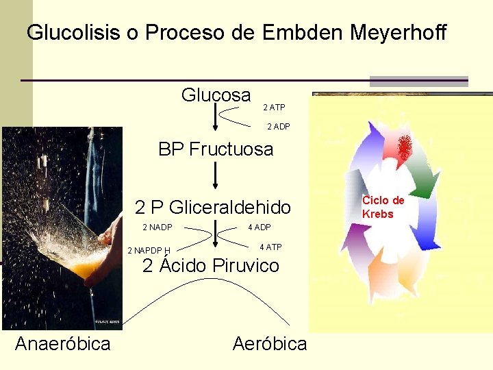 Glucolisis o Proceso de Embden Meyerhoff Glucosa 2 ATP Piru Vato 2 ADP BP