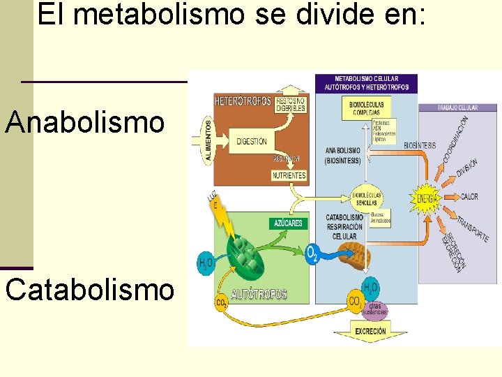 El metabolismo se divide en: Anabolismo Catabolismo 