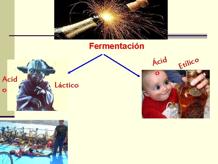 Fermentación Acid o Ácid o Láctico o c i l í Et 