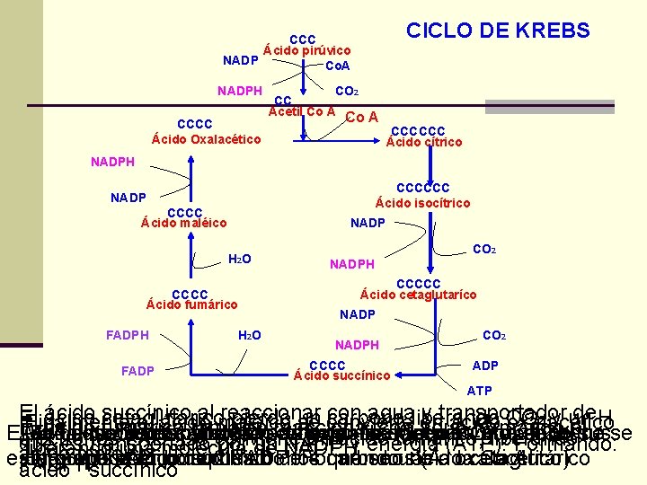 CICLO DE KREBS CCC Ácido pirúvico NADP Co. A NADPH CCCC Ácido Oxalacético CO