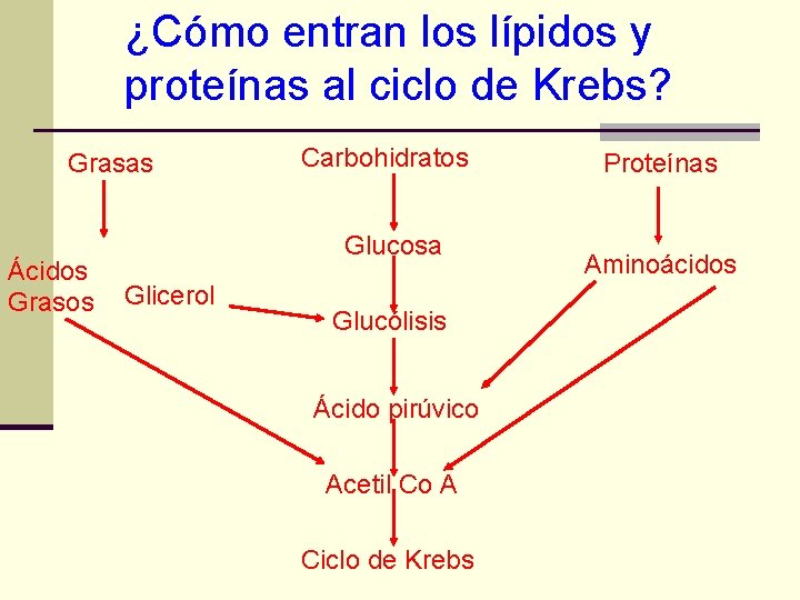 ¿Cómo entran los lípidos y proteínas al ciclo de Krebs? Grasas Ácidos Grasos Carbohidratos