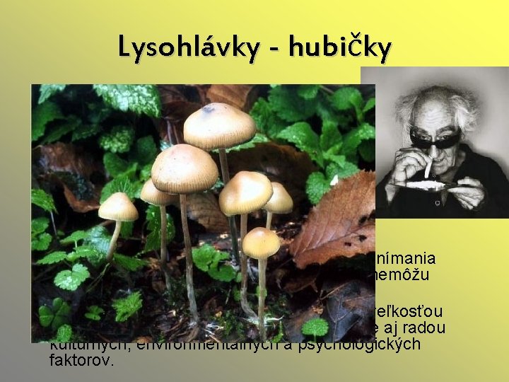 Lysohlávky - hubičky ü Účinky: Psylocín a psylocibín sú po chemickej stránke veľmi blízke