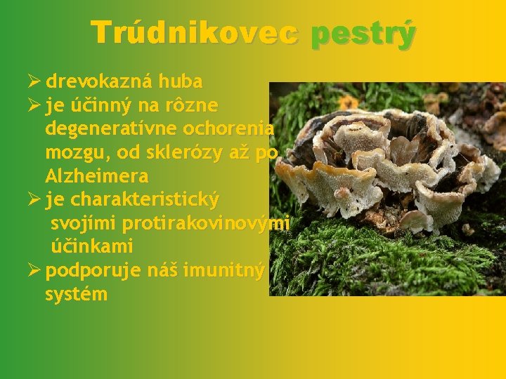 Trúdnikovec pestrý Ø drevokazná huba Ø je účinný na rôzne degeneratívne ochorenia mozgu, od