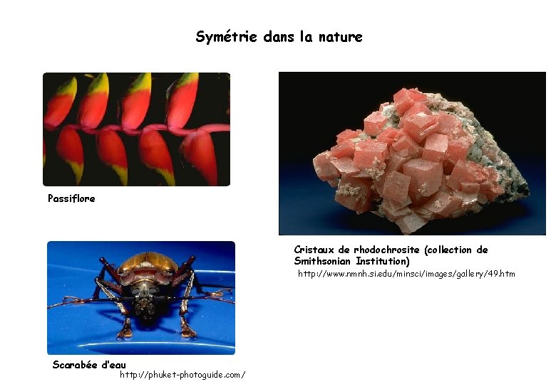 Symétrie dans la nature Passiflore Cristaux de rhodochrosite (collection de Smithsonian Institution) http: //www.