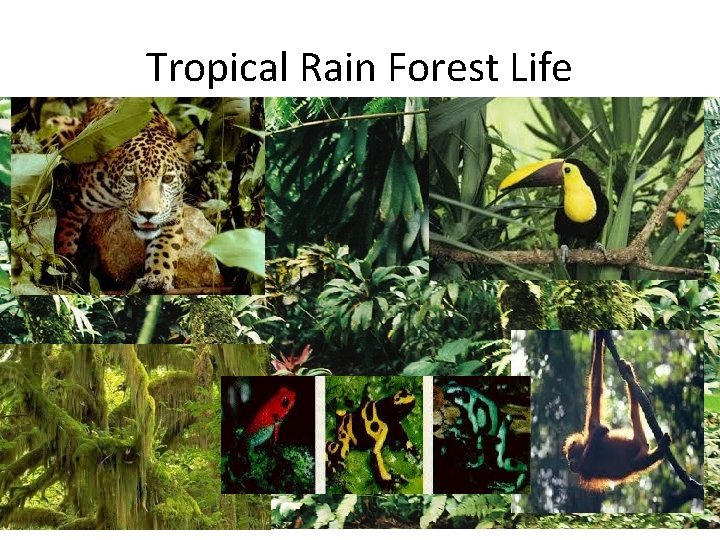 Tropical Rain Forest Life 