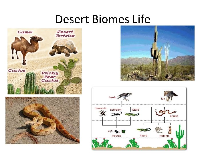 Desert Biomes Life 