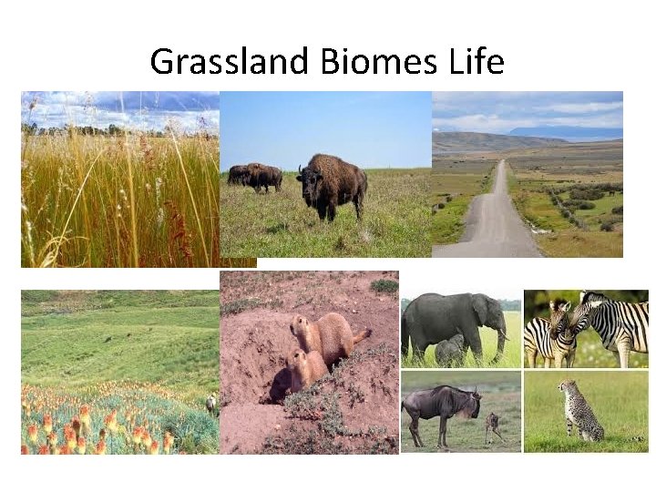 Grassland Biomes Life 