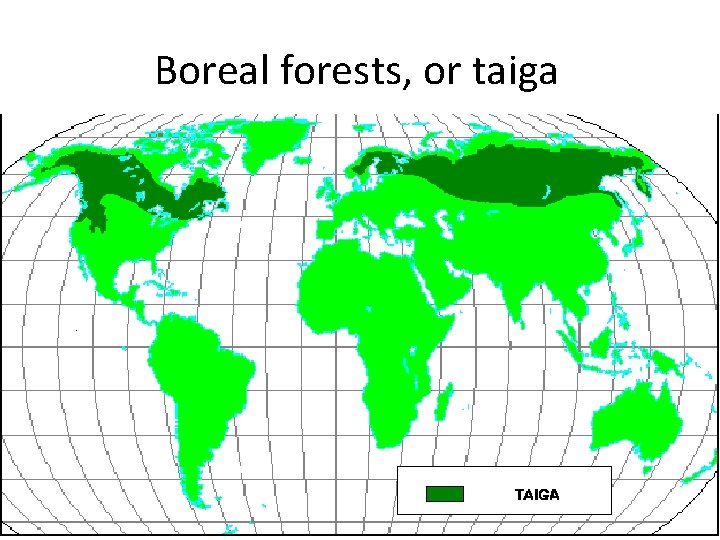 Boreal forests, or taiga 