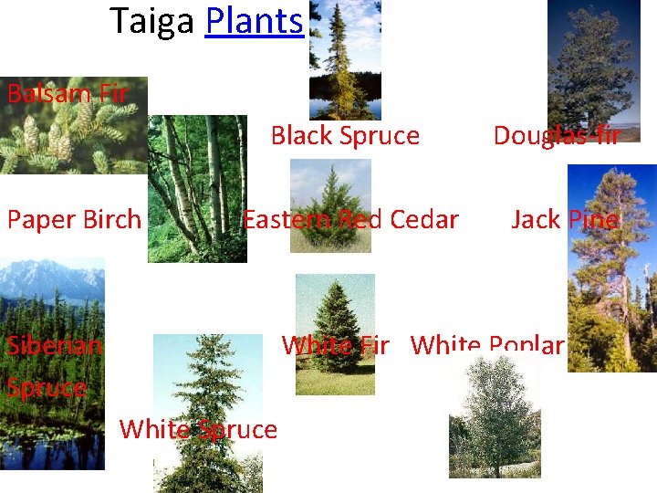 Taiga Plants Balsam Fir Black Spruce Douglas-fir Paper Birch Eastern Red Cedar Jack Pine