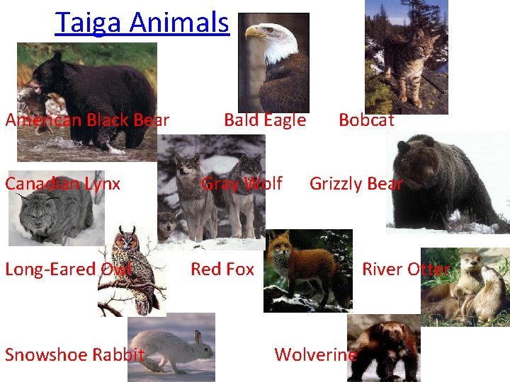Taiga Animals American Black Bear Bald Eagle Bobcat Canadian Lynx Gray Wolf Grizzly Bear