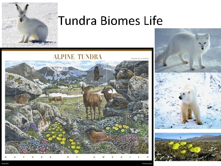 Tundra Biomes Life 