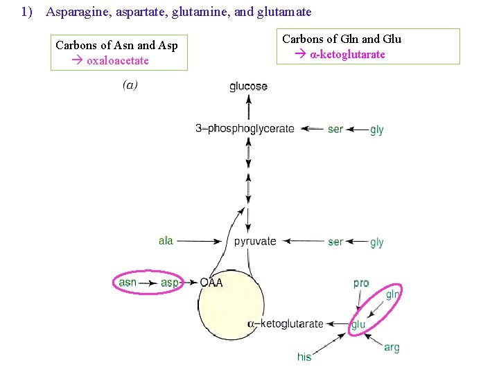 1) Asparagine, aspartate, glutamine, and glutamate Carbons of Asn and Asp oxaloacetate Carbons of