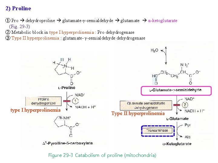 2) Proline ① Pro dehydroproline glutamate-γ-semialdehyde glutamate α-ketoglutarate (Fig. 29 -3) ② Metabolic block