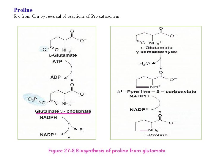 Proline Pro from Glu by reversal of reactions of Pro catabolism Figure 27 -8