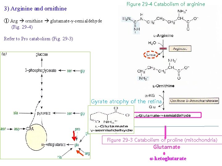 Figure 29 -4 Catabolism of arginine 3) Arginine and ornithine ① Arg ornithine glutamate-γ-semialdehyde