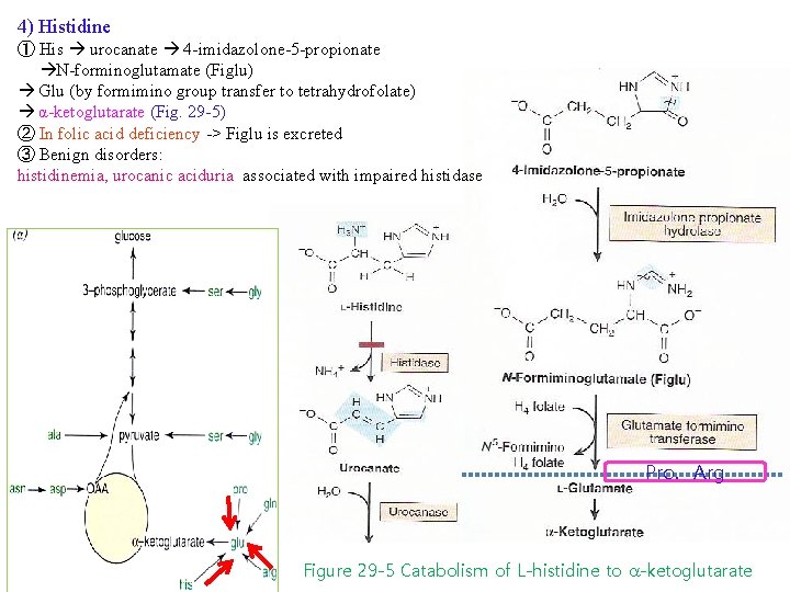 4) Histidine ① His urocanate 4 -imidazolone-5 -propionate N-forminoglutamate (Figlu) Glu (by formimino group