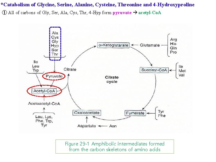 *Catabolism of Glycine, Serine, Alanine, Cysteine, Threonine and 4 -Hydroxyproline ① All of carbons