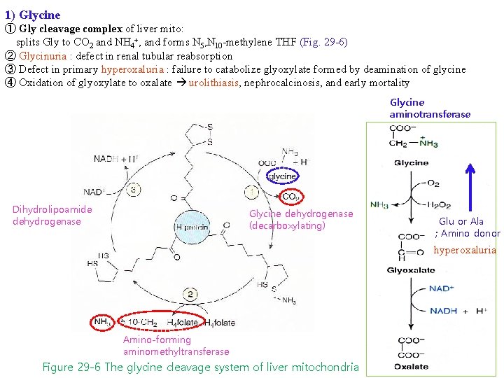 1) Glycine ① Gly cleavage complex of liver mito: splits Gly to CO 2