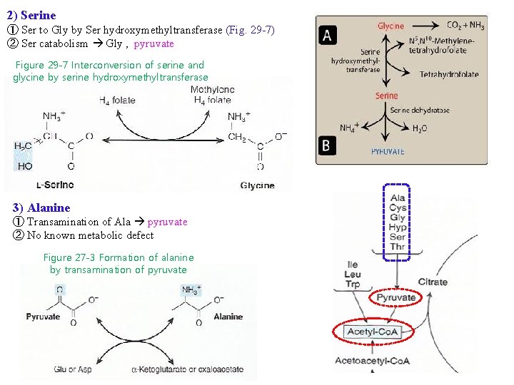 2) Serine ① Ser to Gly by Ser hydroxymethyltransferase (Fig. 29 -7) ② Ser