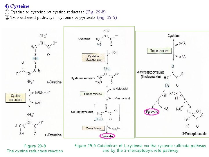4) Cysteine ① Cystine to cysteine by cystine reductase (Fig. 29 -8) ② Two