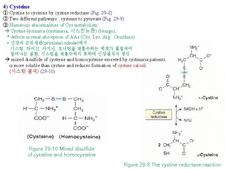 4) Cysteine ① Cystine to cysteine by cystine reductase (Fig. 29 -8) ② Two