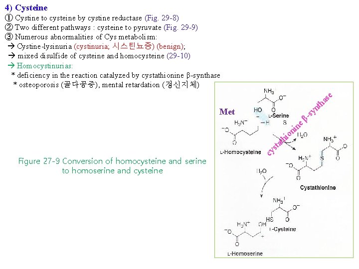 4) Cysteine ① Cystine to cysteine by cystine reductase (Fig. 29 -8) ② Two