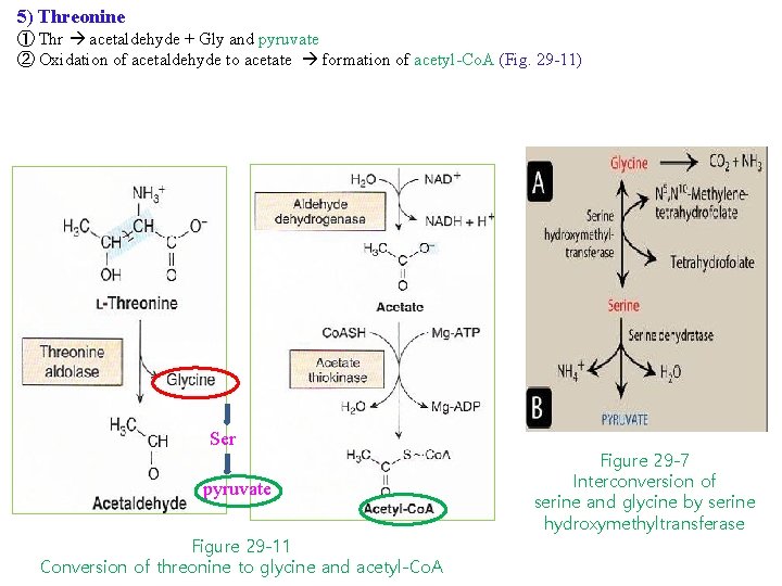 5) Threonine ① Thr acetaldehyde + Gly and pyruvate ② Oxidation of acetaldehyde to