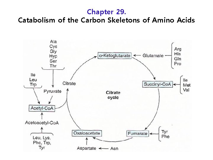 Chapter 29. Catabolism of the Carbon Skeletons of Amino Acids 