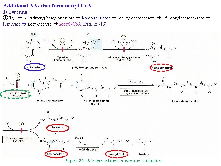 Additional AAs that form acetyl-Co. A 1) Tyrosine ① Tyr p-hydroxyphenylpyruvate homogentisate maleylacetoacetate fumarylacetoacetate