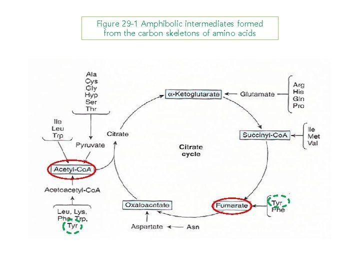 Figure 29 -1 Amphibolic intermediates formed from the carbon skeletons of amino acids 