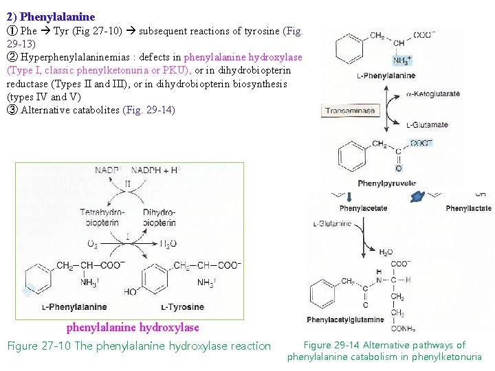 2) Phenylalanine ① Phe Tyr (Fig 27 -10) subsequent reactions of tyrosine (Fig. 29