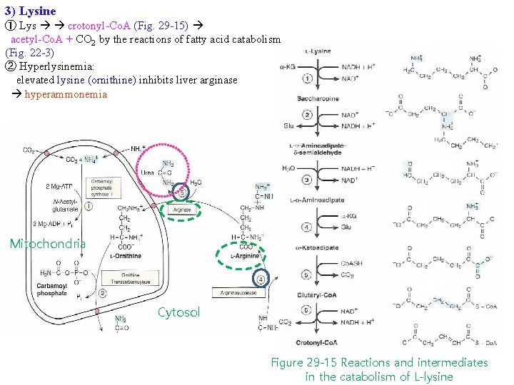3) Lysine ① Lys crotonyl-Co. A (Fig. 29 -15) acetyl-Co. A + CO 2