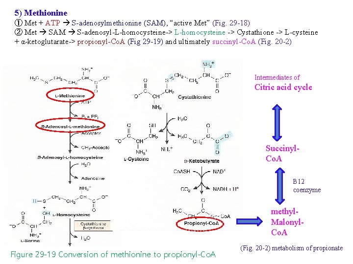 5) Methionine ① Met + ATP S-adenosylmethionine (SAM), “active Met” (Fig. 29 -18) ②
