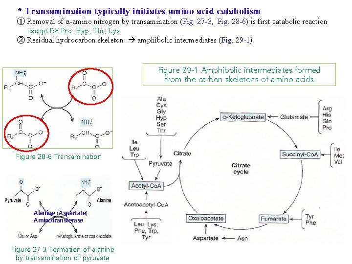 * Transamination typically initiates amino acid catabolism ① Removal of α-amino nitrogen by transamination