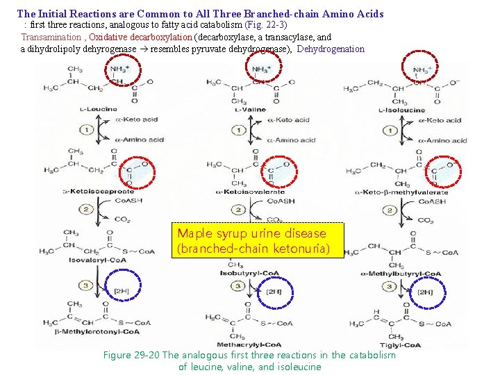 The Initial Reactions are Common to All Three Branched-chain Amino Acids : first three