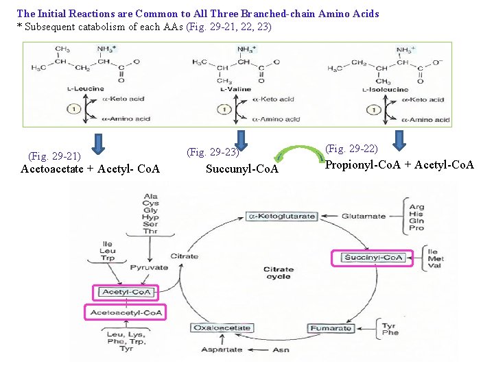 The Initial Reactions are Common to All Three Branched-chain Amino Acids * Subsequent catabolism