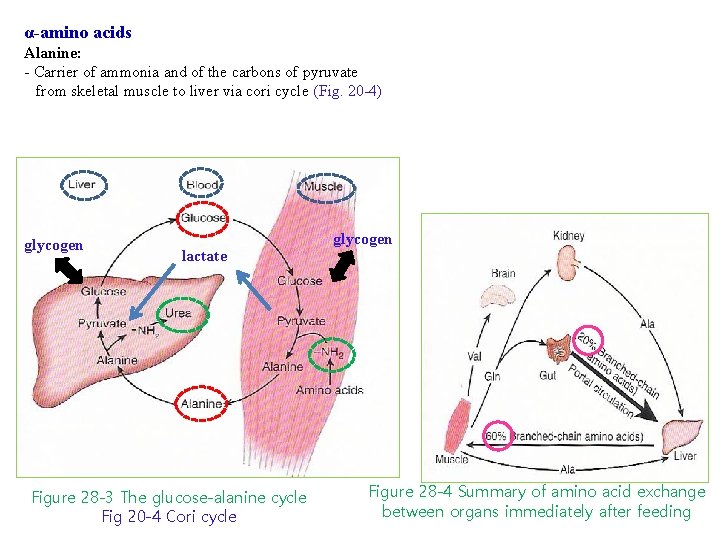 α-amino acids Alanine: - Carrier of ammonia and of the carbons of pyruvate from