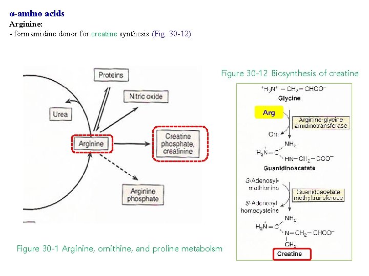α-amino acids Arginine: - formamidine donor for creatine synthesis (Fig. 30 -12) Figure 30