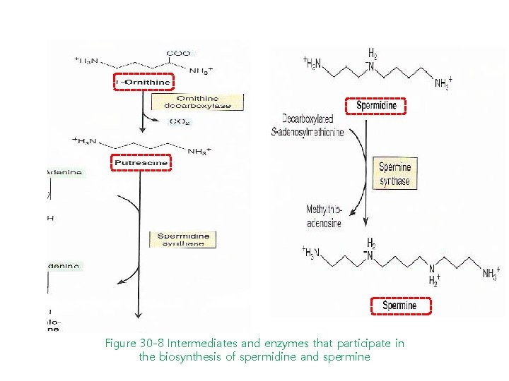 Figure 30 -8 Intermediates and enzymes that participate in the biosynthesis of spermidine and