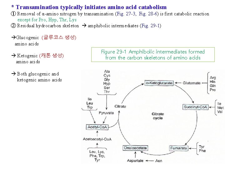 * Transamination typically initiates amino acid catabolism ① Removal of α-amino nitrogen by transamination