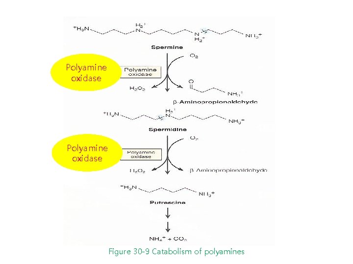 Polyamine oxidase Figure 30 -9 Catabolism of polyamines 