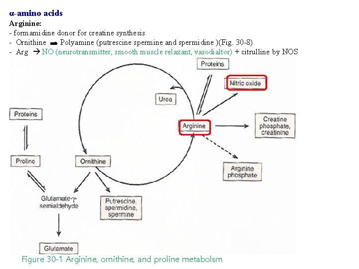 α-amino acids Arginine: - formamidine donor for creatine synthesis - Ornithine Polyamine (putrescine spermine